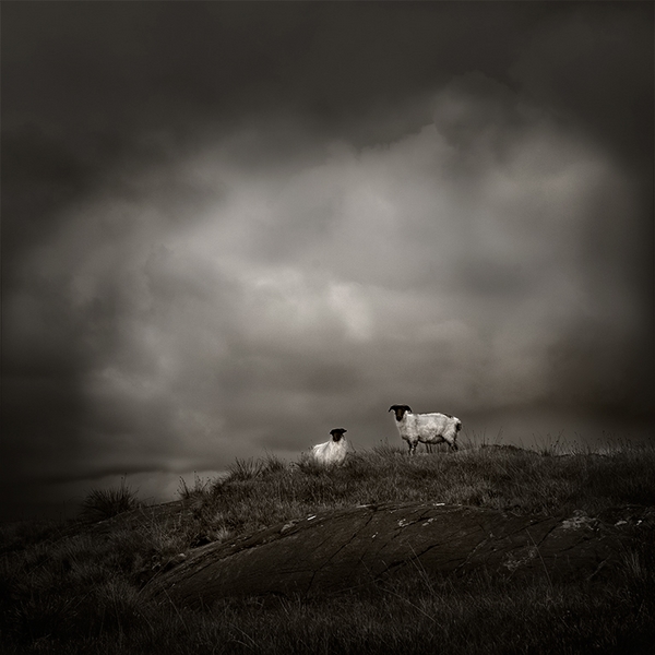 126 - IRISH SHEEP - MONJAUX BRIGITTE - france.jpg